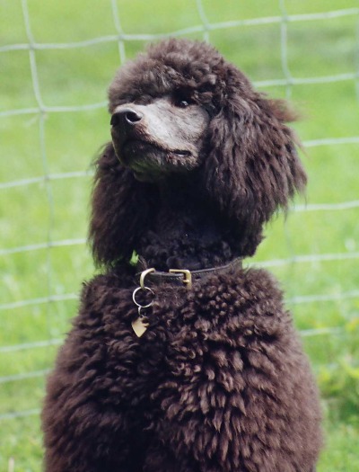 MELODY the Standard Poodle