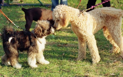 MABEL the Tibetan and MILO the Standard Poodle